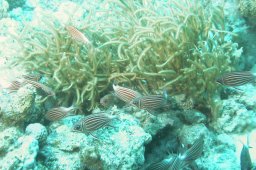 20000622_Abu_Ramada_Süd_0009